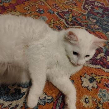 Lily -  Domestic Medium Hair Cat for Adoption in Coos Bay, Oregon - Lily | PetCurious