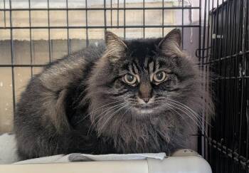 Domestic Short Hair Cats Available for Adoption in Montreal, Quebec - Edwina | PetCurious
