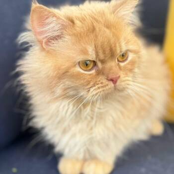 Persian Cats Available for Adoption in Brampton, Ontario - Apricot | PetCurious
