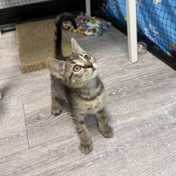 Alani -  Domestic Short Hair Cat for Adoption in Ridgely, Maryland - Alani | PetCurious