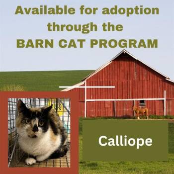 CALLIOPE BARN CAT -  Domestic Short Hair Cat for Adoption in Westminster, Maryland - CALLIOPE BARN CAT | PetCurious