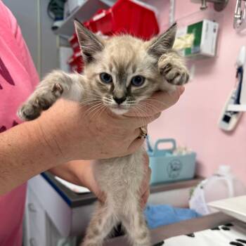 Jetsam -  Domestic Short Hair Cat for Adoption in Port Richey, Florida - Jetsam | PetCurious