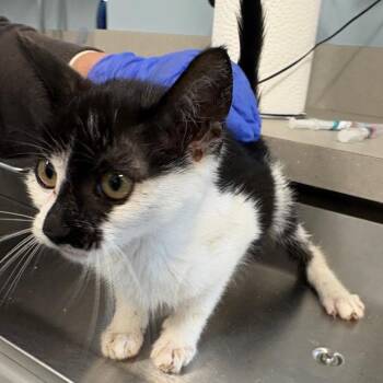 Xbox -  Domestic Short Hair Cat for Adoption in Oak Park, Illinois - Xbox | PetCurious