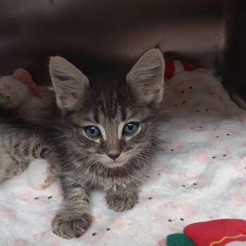 Smores -  Domestic Short Hair Cat for Adoption in Jupiter, Florida - Smores | PetCurious