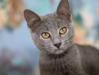 2026.08.491 -  Domestic Short Hair Cat for Adoption in Lewisburg, Tennessee - 2026.08.491 | PetCurious