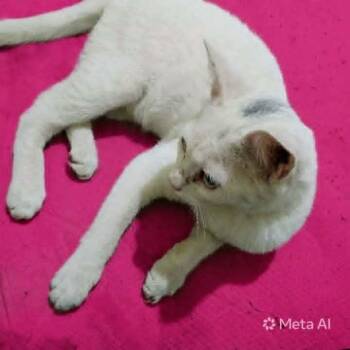 Exotic Shorthair Cats Available for Adoption in Wolcott, Connecticut - Sahlab | PetCurious
