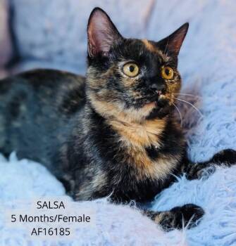 Salsa -  Domestic Short Hair Cat for Adoption - Salsa | PetCurious