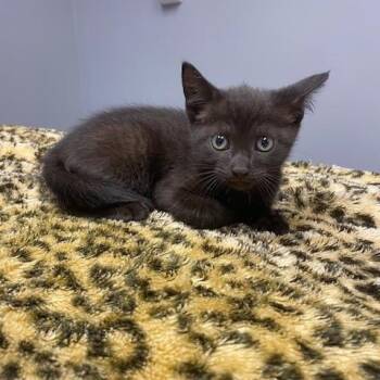 Domestic Short Hair Cats Available for Adoption in Lanett, Alabama - Ash | PetCurious