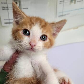 Thunder -  Domestic Short Hair Cat for Adoption in Belfair, Washington - Thunder | PetCurious