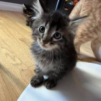 Dean -  Domestic Long Hair Cat for Adoption in Calgary, Alberta - Dean | PetCurious