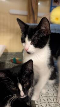 Molly -  Tuxedo Cat for Adoption in Missoula, Montana - Molly | PetCurious