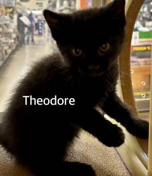 Domestic Short Hair Cats Available for Adoption in Owasso, Oklahoma - Theodore  | PetCurious