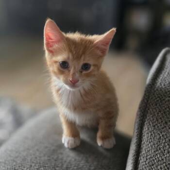 Scott -  Domestic Short Hair Cat for Adoption in Bradenton, Florida - Scott | PetCurious