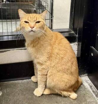 Domestic Short Hair Cats Available for Adoption - Marmy | PetCurious