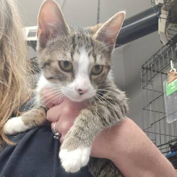 Marlow -  Domestic Short Hair Cat for Adoption in Spokane, Washington - Marlow | PetCurious