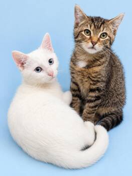 Honor and Merit- Bonded Pair -  Domestic Short Hair Cat for Adoption in Avondale, Pennsylvania - Honor And Merit- Bonded Pair | PetCurious