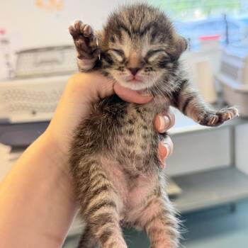 Domestic Short Hair Cats Available for Adoption in Austin, Texas - Xena Warrior Princess 3 | PetCurious