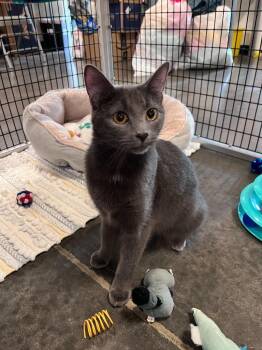Tesia -  Domestic Short Hair Cat for Adoption in Raleigh, North Carolina - Tesia | PetCurious
