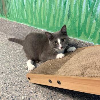 Forrest -  Domestic Short Hair Cat for Adoption in Hendersonville, North Carolina - Forrest | PetCurious
