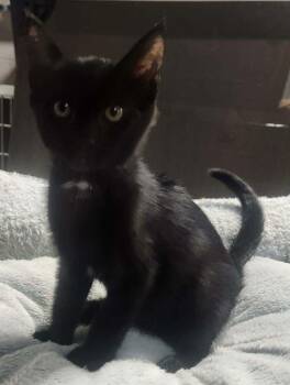 COCOAPUFF -  Domestic Short Hair Cat for Adoption in Lexington, Tennessee - COCOAPUFF | PetCurious