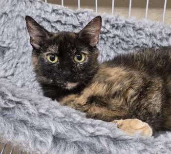 Saffron -  Domestic Short Hair Cat for Adoption in San Anselmo, California - Saffron | PetCurious