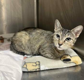 Rescue Domestic Short Hair Cats for Adoption in Nashville, Tennessee - Bunny | PetCurious