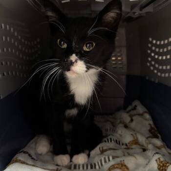 Alessandro -  Domestic Short Hair Cat for Adoption in Salt Lake City, Utah - Alessandro | PetCurious