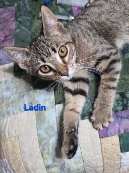 Ladin -  Tabby Cat for Adoption in Shrewsbury, Massachusetts - Ladin | PetCurious