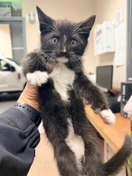 Domestic Short Hair Cats Available for Adoption in San Jose, California - MAX | PetCurious