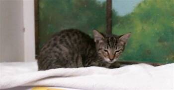 HEIDY -  Domestic Short Hair Cat for Adoption in Houston, Texas - HEIDY | PetCurious