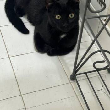 Domestic Short Hair Cats Available for Adoption in Gaithersburg, Maryland - Coco | PetCurious