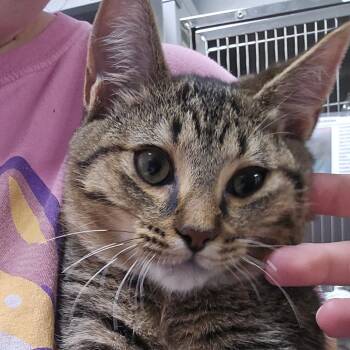 Rowan -  Domestic Short Hair Cat for Adoption in Marble, North Carolina - Rowan | PetCurious