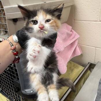 Octopus -  Domestic Short Hair Cat for Adoption in Reno, Nevada - Octopus | PetCurious