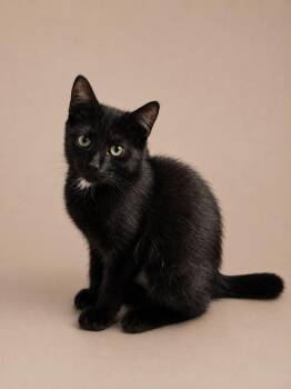 Low Mein -  Domestic Short Hair Cat for Adoption in Statesboro, Georgia - Low Mein | PetCurious