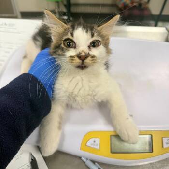 108665 -  Domestic Short Hair Cat for Adoption in Las Cruces, New Mexico - 108665 | PetCurious