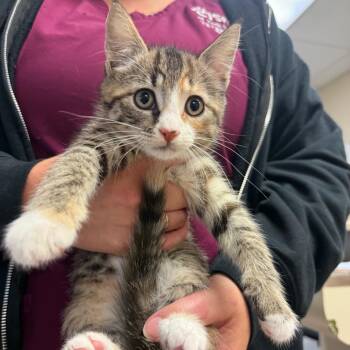 Dolly -  Domestic Medium Hair Cat for Adoption in York, Pennsylvania - Dolly | PetCurious