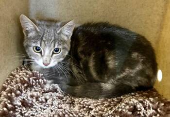 Monkey -  Domestic Short Hair Cat for Adoption in Gillette, Wyoming - Monkey | PetCurious