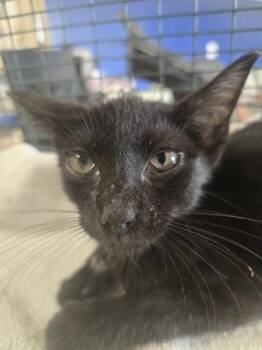 Midnight -  Domestic Short Hair Cat for Adoption in Mobile, Alabama - Midnight | PetCurious