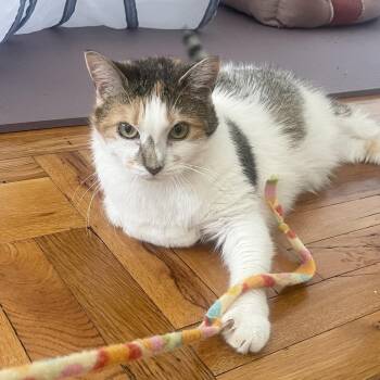 Joy -  Calico Cat for Adoption in New York, New York - Joy | PetCurious