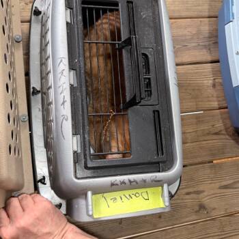 Domestic Short Hair Cats Available for Adoption in Tupelo, Mississippi - Daniel | PetCurious