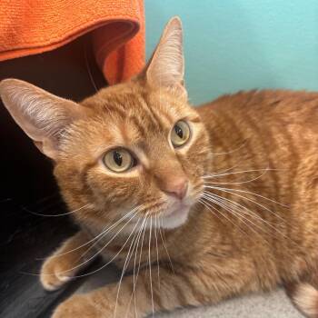 Domestic Short Hair Cats Available for Adoption in Buffalo, New York - Jack | PetCurious