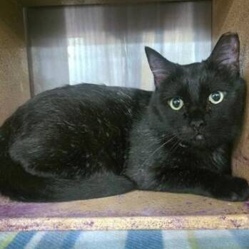 Domestic Short Hair Cats Available for Adoption in Warr Acres, Oklahoma - Pringles | PetCurious