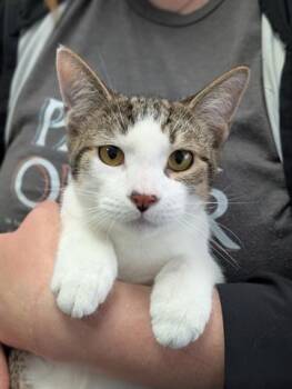 Rescue Domestic Short Hair Cats for Adoption in Canfield, Ohio - JEFFERSON | PetCurious
