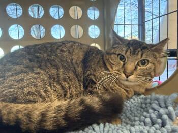 Domestic Short Hair Cats Available for Adoption in Cleveland, Ohio - Augustine | PetCurious