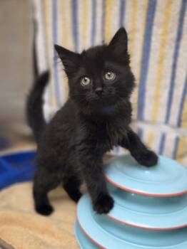 Van -  Domestic Medium Hair and Domestic Short Hair Cat for Adoption in Westland, Michigan - Van | PetCurious
