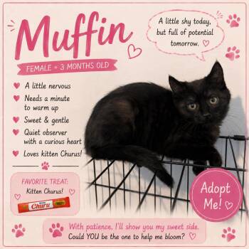 Muffin -  Domestic Short Hair Cat for Adoption in Salamanca, New York - Muffin | PetCurious