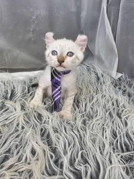 American Curl and Siamese Cats Available for Adoption - Eggnog | PetCurious