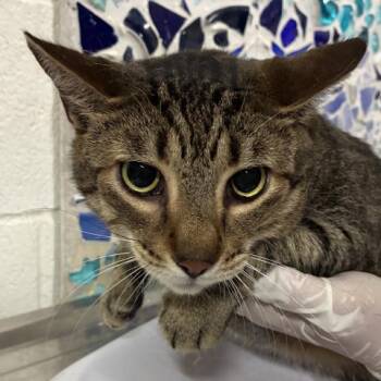Domestic Short Hair Cats Available for Adoption in Pensacola, Florida - JUNIOR | PetCurious