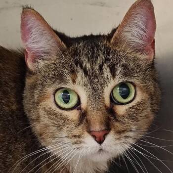Domestic Short Hair Cats Available for Adoption in Windsor, Virginia - Bailee | PetCurious