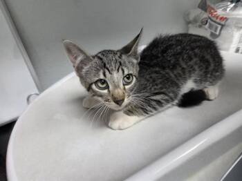 TRUMAN -  Domestic Short Hair Cat for Adoption in Antioch, California - TRUMAN | PetCurious